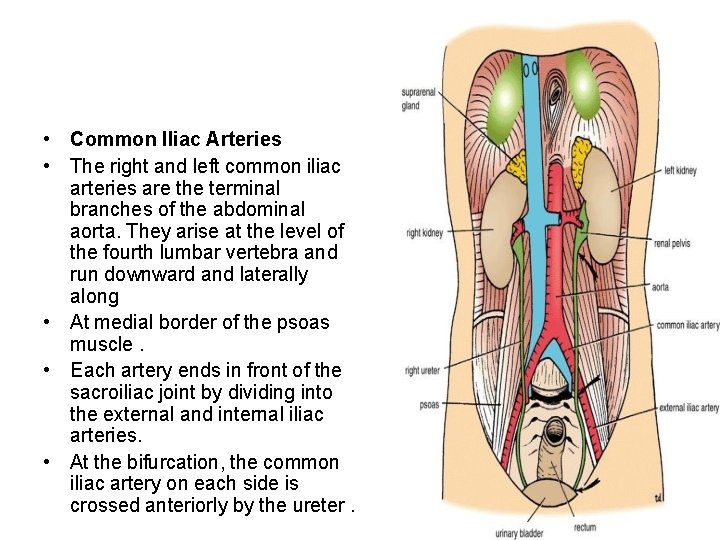  • Common Iliac Arteries • The right and left common iliac arteries are