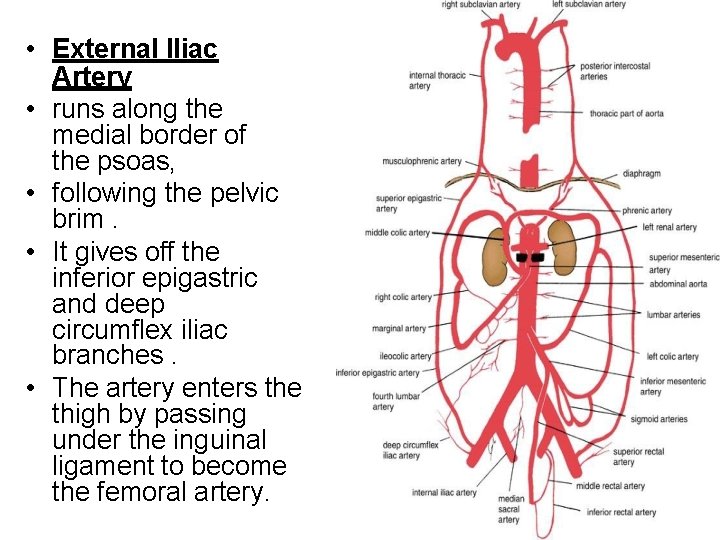  • External Iliac Artery • runs along the medial border of the psoas,