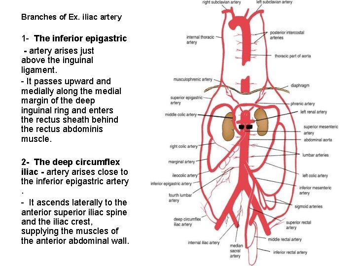 Branches of Ex. iliac artery 1 The inferior epigastric - artery arises just above