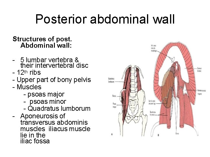 Posterior abdominal wall Structures of post. Abdominal wall: 5 lumbar vertebra & their intervertebral