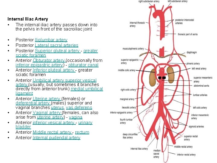 Internal Iliac Artery • The internal iliac artery passes down into the pelvis in