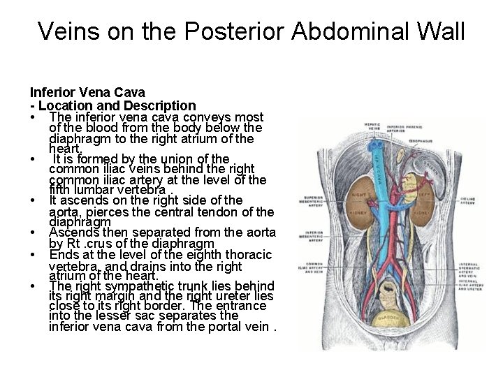 Veins on the Posterior Abdominal Wall Inferior Vena Cava - Location and Description •
