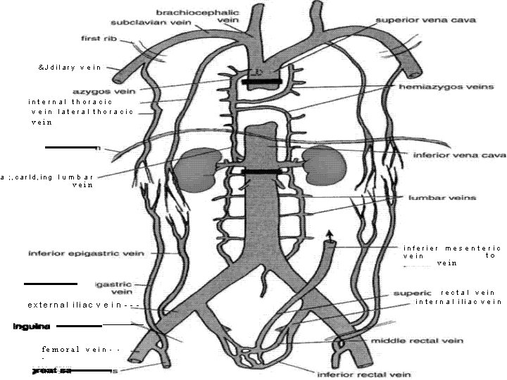 &Jdilary v e i n internal thoracic vein lateral thoracic vein a ; ,
