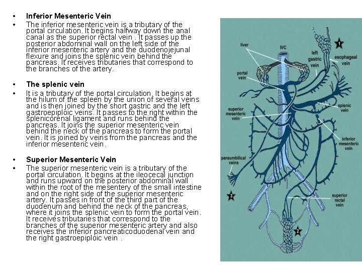  • • Inferior Mesenteric Vein The inferior mesenteric vein is a tributary of