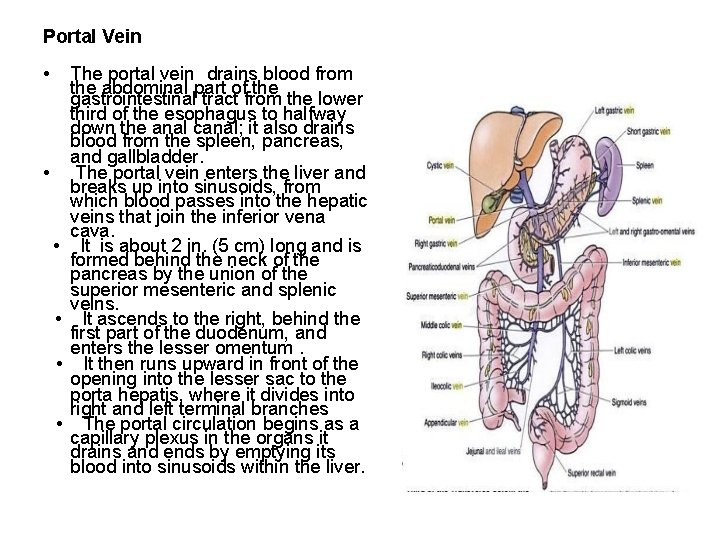 Portal Vein • • • The portal vein drains blood from the abdominal part