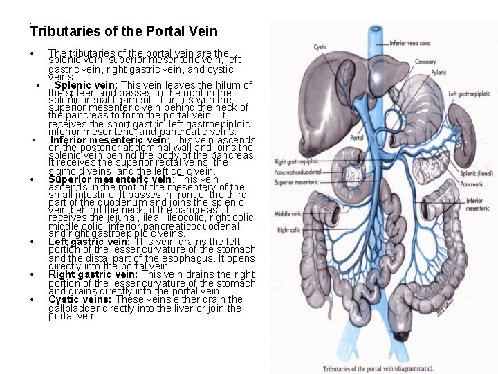 . Tributaries of the Portal Vein • The tributaries of the portal vein are
