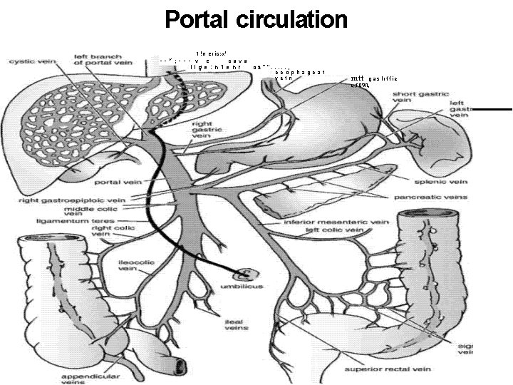 Portal circulation 1!n eric: «' " ; v e cava lige: n 1 enr