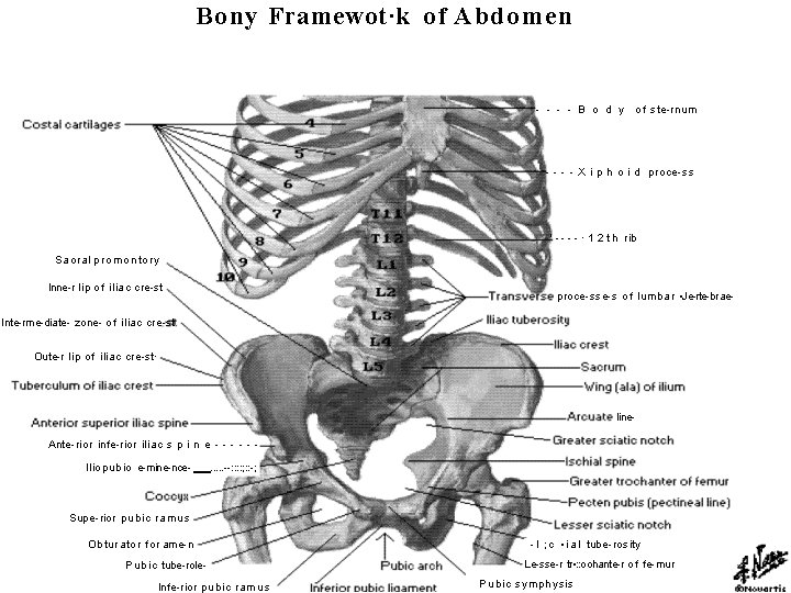 Bony Framewot·k of Abdomen B o d y of ste rnum X i p