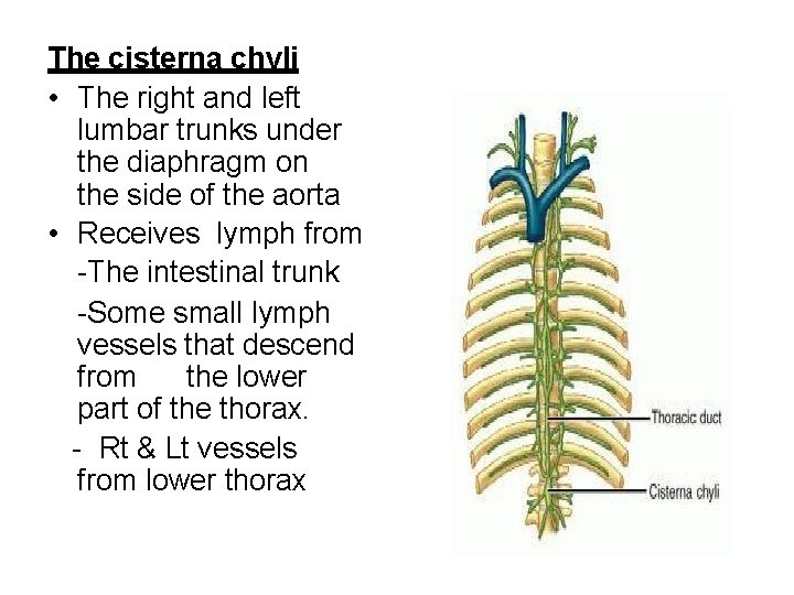 The cisterna chyli • The right and left lumbar trunks under the diaphragm on