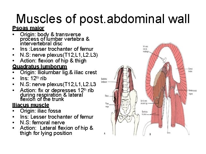 Muscles of post. abdominal wall Psoas major • Origin: body & transverse process of