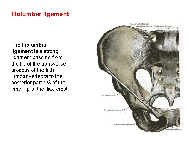 Iliolumbar ligament The Iliolumbar ligament is a strong ligament passing from the tip of