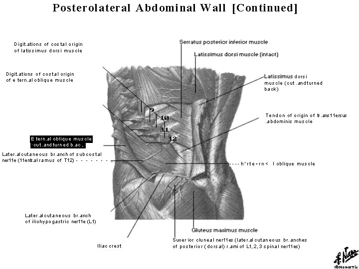Posterolateral Abdominal Wall [Continued] Digit. ations of costal origin of latissimus dorsi muscle Digit.
