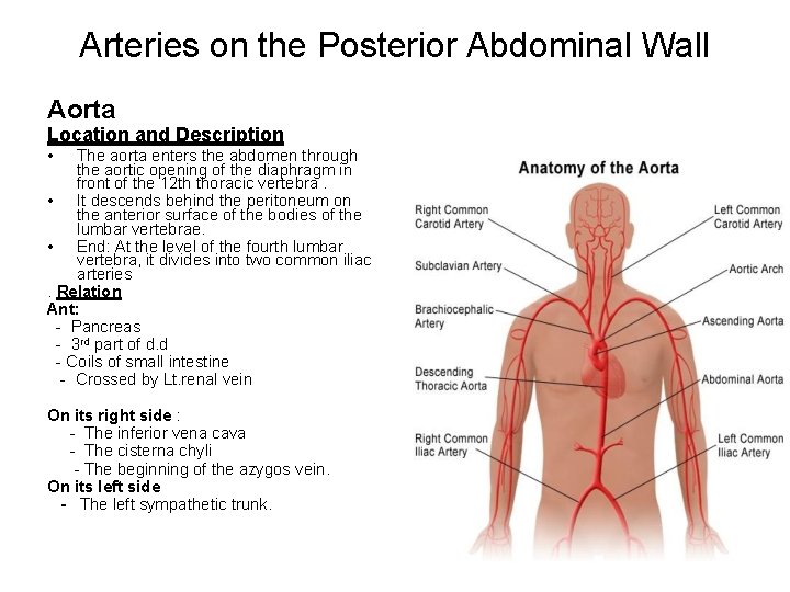 Arteries on the Posterior Abdominal Wall Aorta Location and Description • The aorta enters