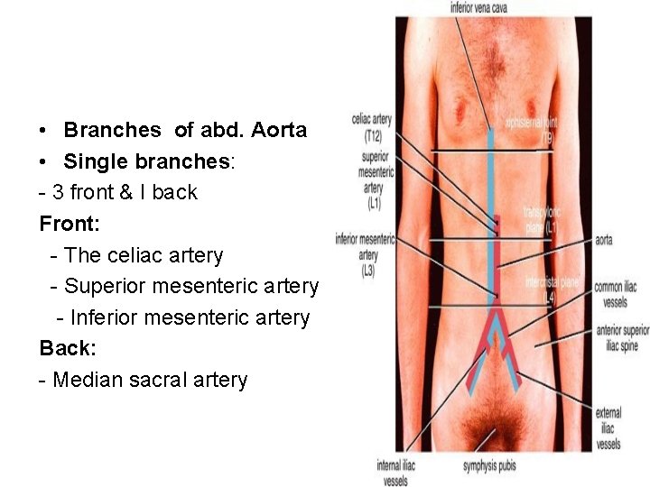  • Branches of abd. Aorta • Single branches: 3 front & I back