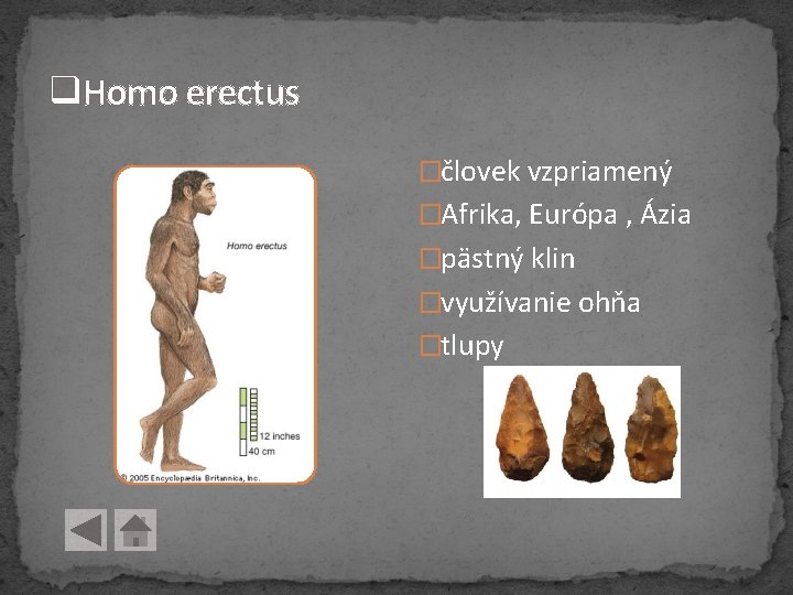 q. Homo erectus �človek vzpriamený �Afrika, Európa , Ázia �pästný klin �využívanie ohňa �tlupy q. Homo erectus �človek vzpriamený �Afrika, Európa , Ázia �pästný klin �využívanie ohňa �tlupy