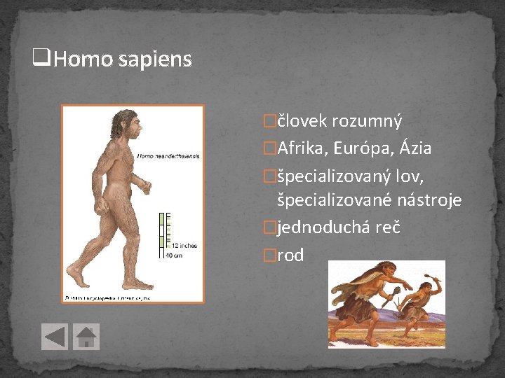 q. Homo sapiens �človek rozumný �Afrika, Európa, Ázia �špecializovaný lov, špecializované nástroje �jednoduchá reč q. Homo sapiens �človek rozumný �Afrika, Európa, Ázia �špecializovaný lov, špecializované nástroje �jednoduchá reč
