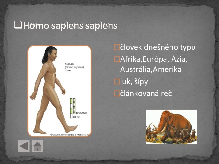 q. Homo sapiens �človek dnešného typu �Afrika, Európa, Ázia, Austrália, Amerika �luk, šípy �článkovaná q. Homo sapiens �človek dnešného typu �Afrika, Európa, Ázia, Austrália, Amerika �luk, šípy �článkovaná