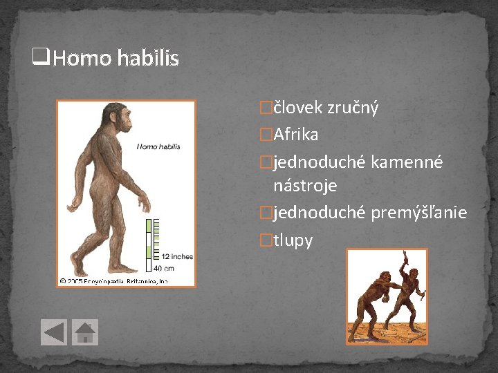 q. Homo habilis �človek zručný �Afrika �jednoduché kamenné nástroje �jednoduché premýšľanie �tlupy q. Homo habilis �človek zručný �Afrika �jednoduché kamenné nástroje �jednoduché premýšľanie �tlupy