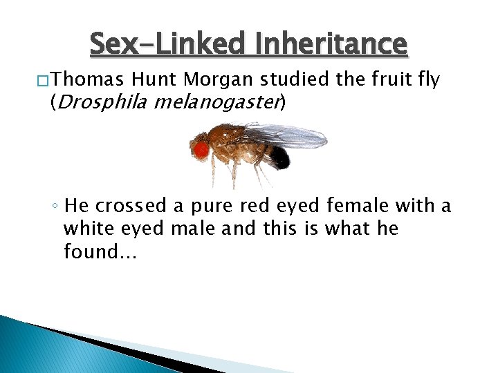 Sex-Linked Inheritance � Thomas Hunt Morgan studied the fruit fly (Drosphila melanogaster) ◦ He