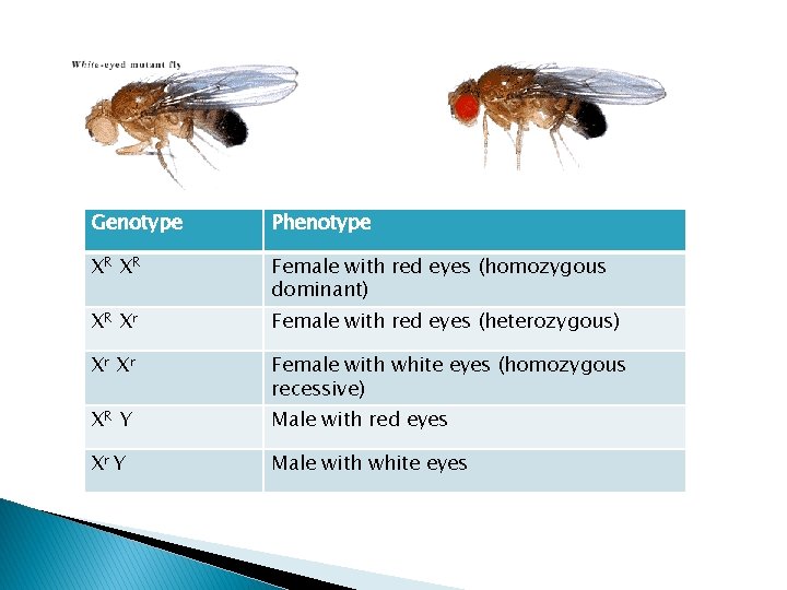 Genotype Phenotype XR XR Female with red eyes (homozygous dominant) XR Xr Female with