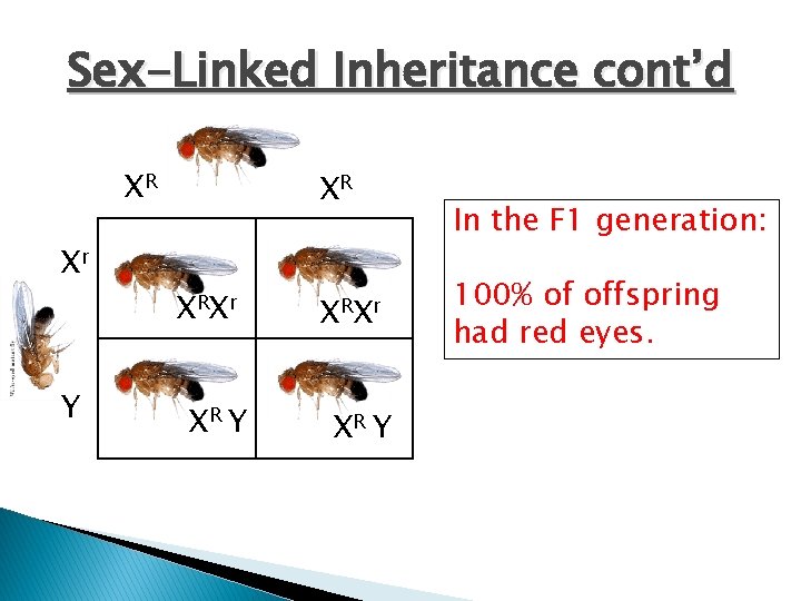 Sex-Linked Inheritance cont’d XR Xr Y XR X RX r XR Y In the