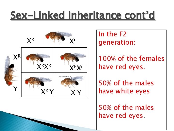 Sex-Linked Inheritance cont’d XR XR Y X RX R XR Y Xr In the