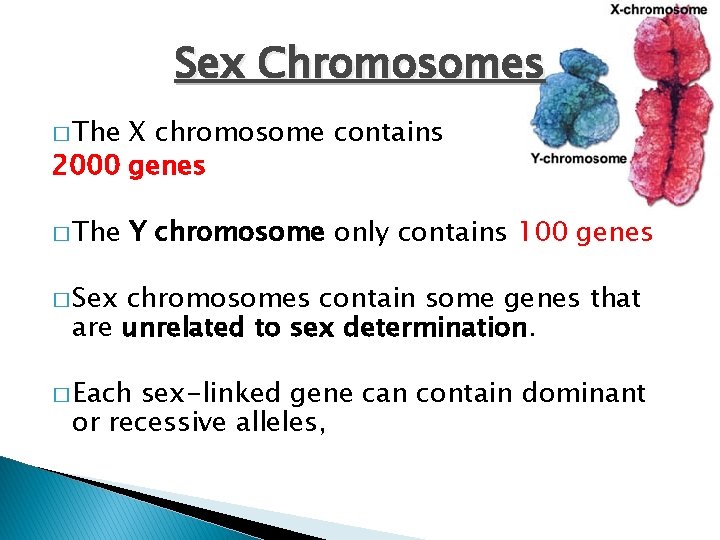 Sex Chromosomes � The X chromosome contains 2000 genes � The Y chromosome only