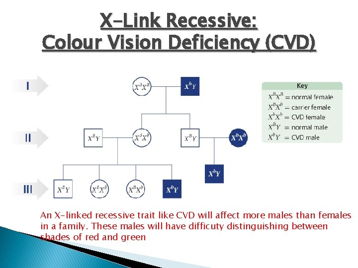 X-Link Recessive: Colour Vision Deficiency (CVD) An X-linked recessive trait like CVD will affect