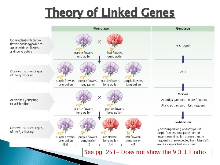 Theory of Linked Genes See pg. 251 - Does not show the 9: 3: