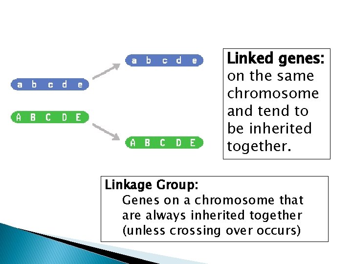 Linked genes: on the same chromosome and tend to be inherited together. Linkage Group: