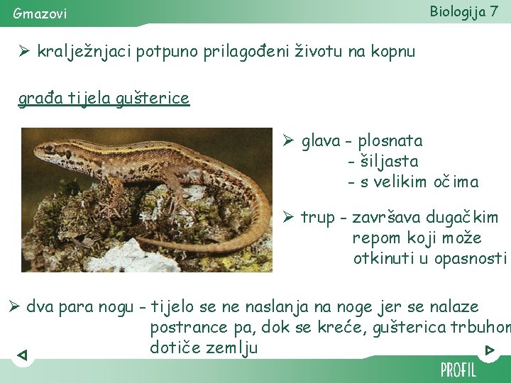 Biologija 7 Gmazovi Ø kralježnjaci potpuno prilagođeni životu na kopnu građa tijela gušterice Ø