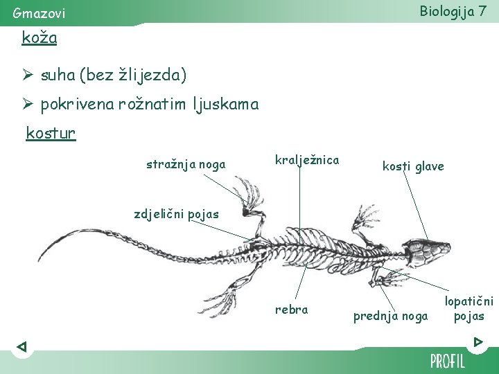 Biologija 7 Gmazovi koža Ø suha (bez žlijezda) Ø pokrivena rožnatim ljuskama kostur stražnja