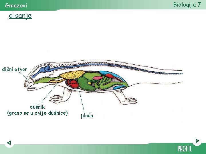 Biologija 7 Gmazovi disanje dišni otvor dušnik (grana se u dvije dušnice) pluća 