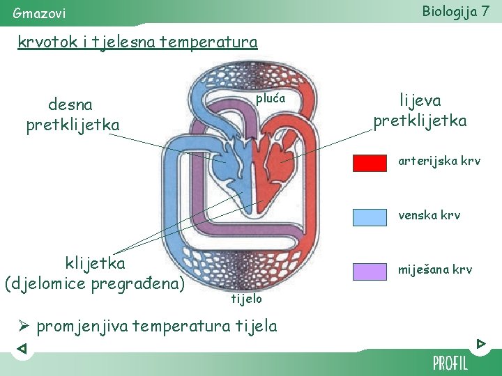 Biologija 7 Gmazovi krvotok i tjelesna temperatura desna pretklijetka pluća lijeva pretklijetka arterijska krv