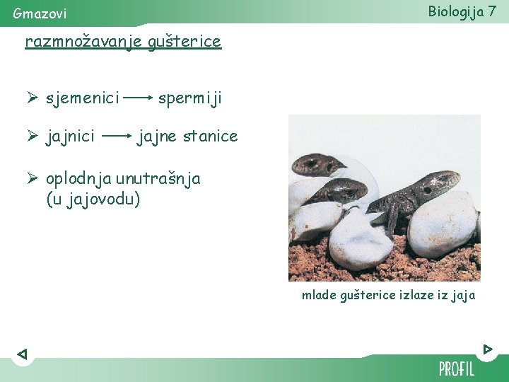 Biologija 7 Gmazovi razmnožavanje gušterice Ø sjemenici Ø jajnici spermiji jajne stanice Ø oplodnja