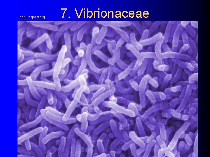 http: //bepast. org 7. Vibrionaceae 