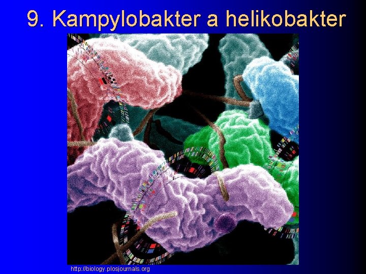 9. Kampylobakter a helikobakter http: //biology. plosjournals. org 