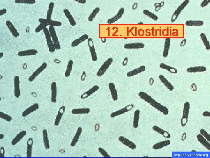 12. Klostridia http: //de. wikipedia. org 