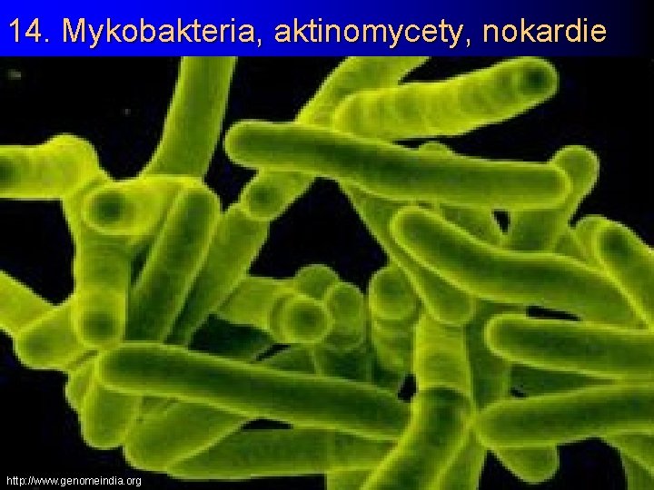 14. Mykobakteria, aktinomycety, nokardie http: //www. genomeindia. org 