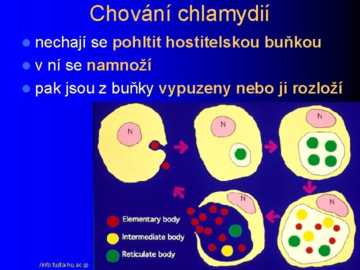 Chování chlamydií l nechají se pohltit hostitelskou buňkou l v ní se namnoží l
