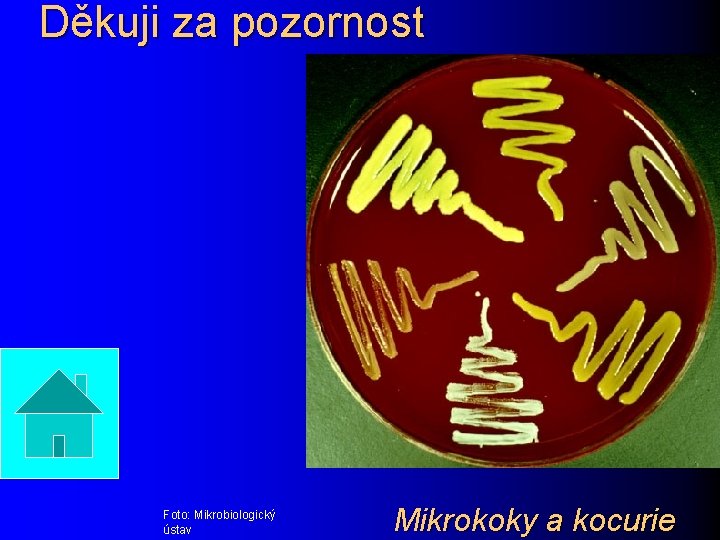 Děkuji za pozornost Foto: Mikrobiologický ústav Mikrokoky a kocurie 