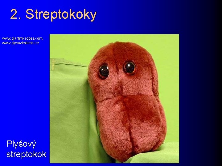 2. Streptokoky www. giantmicrobes. com, www. plysovimikrobi. cz Plyšový streptokok 