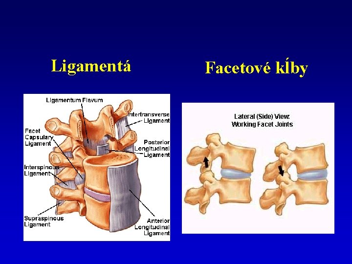 Ligamentá Facetové kĺby 