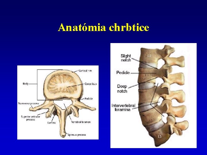 Anatómia chrbtice 