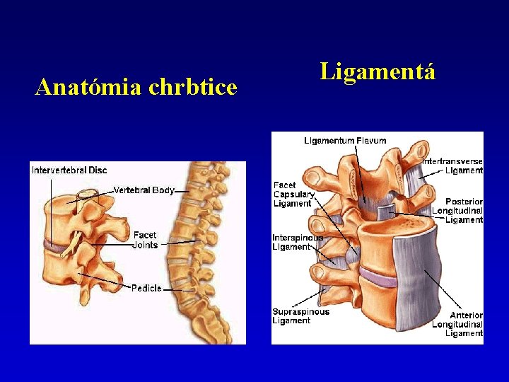 Anatómia chrbtice Ligamentá 