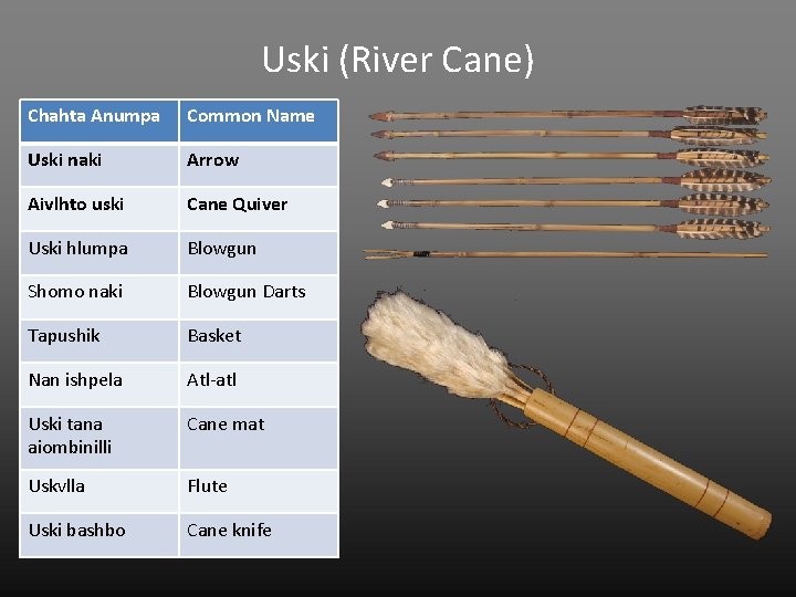 Uski (River Cane) Chahta Anumpa Common Name Uski naki Arrow Aivlhto uski Cane Quiver