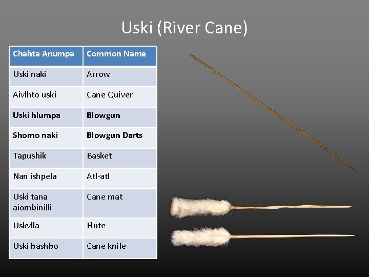 Uski (River Cane) Chahta Anumpa Common Name Uski naki Arrow Aivlhto uski Cane Quiver