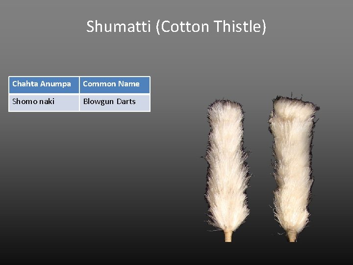 Shumatti (Cotton Thistle) Chahta Anumpa Common Name Shomo naki Blowgun Darts 