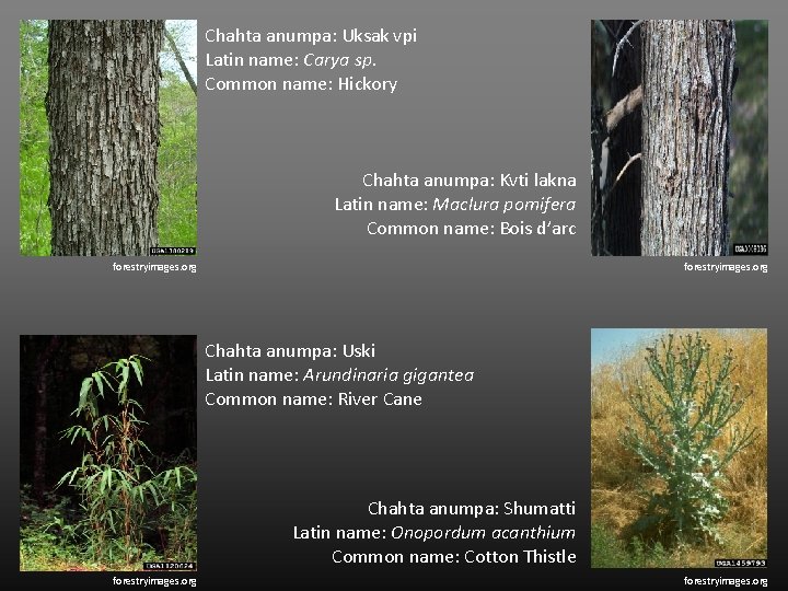 Chahta anumpa: Uksak vpi Latin name: Carya sp. Common name: Hickory Chahta anumpa: Kvti