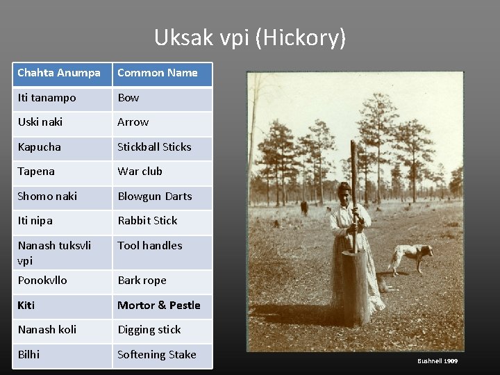 Uksak vpi (Hickory) Chahta Anumpa Common Name Iti tanampo Bow Uski naki Arrow Kapucha